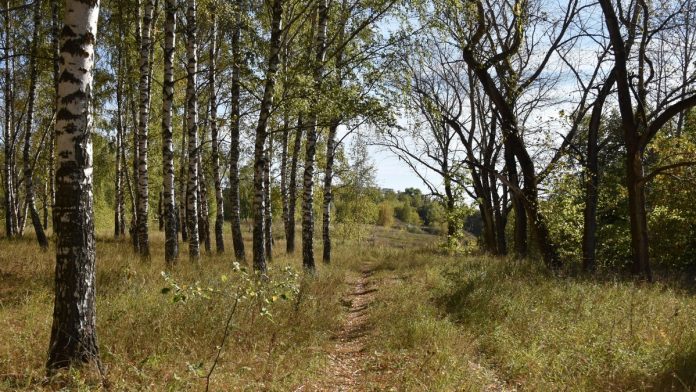 Березовая роща Сасово