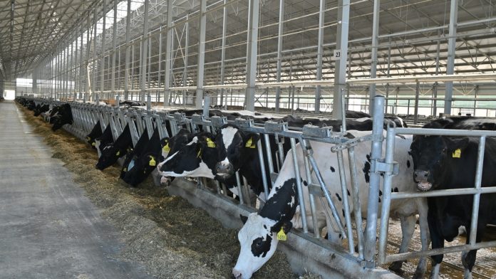 korovy-minselhoz-15.09.2025