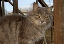 Сасовская ветстанция проведет бесплатную вакцинацию питомцев от бешенства