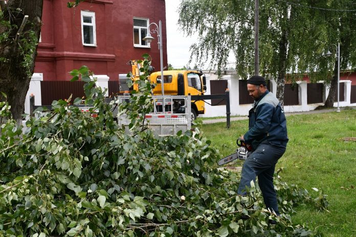 Сотрудники «Састы» обезопасили одну из сасовских улиц от аварийных деревьев (3)